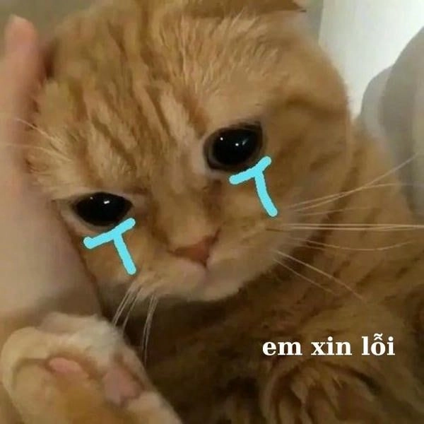 Meme mèo lặng lẽ khóc một mình