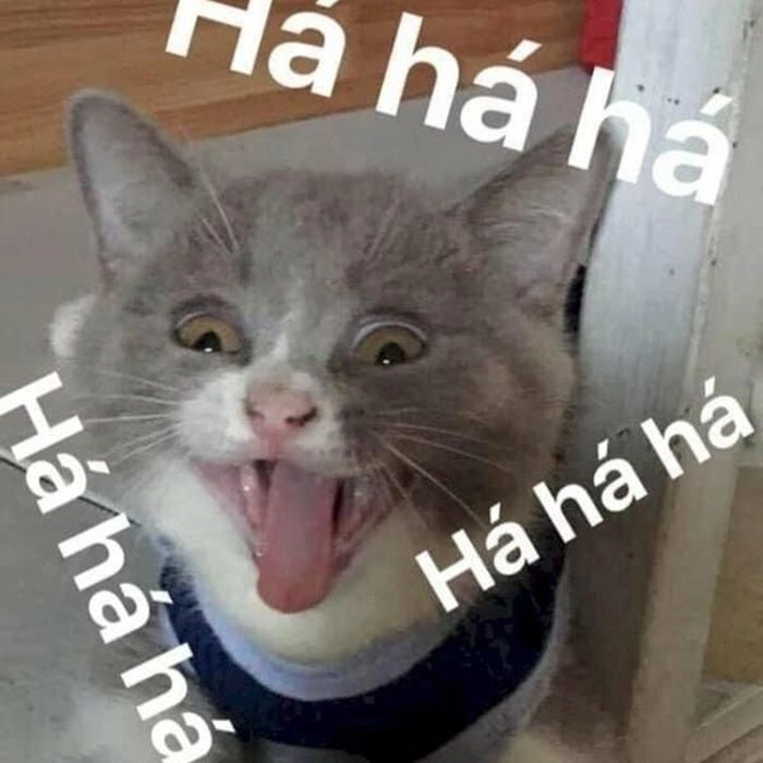 Meme mèo lém lỉnh