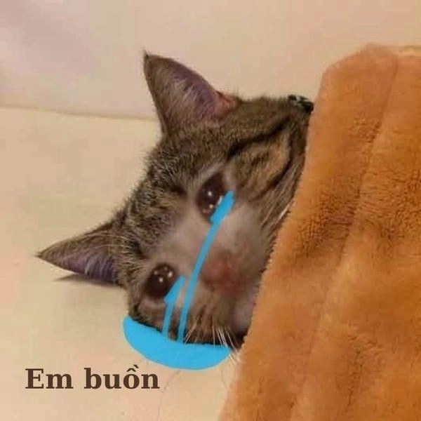 Meme mèo mặt buồn cute