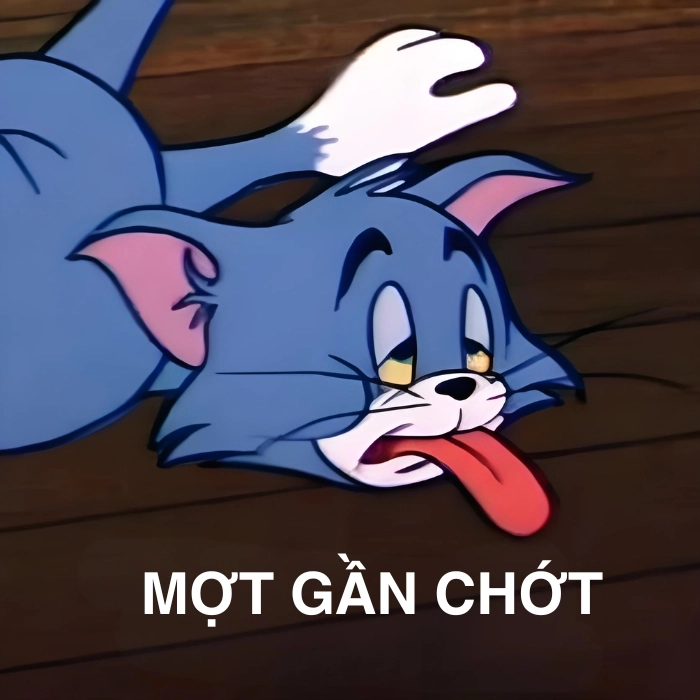 Meme mèo mệt mỏi phờ phạc