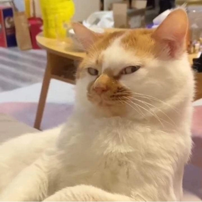 Meme mèo nghi ngờ cute nhưng gắt