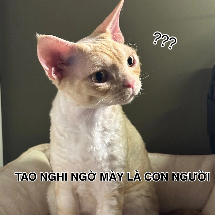 Meme mèo nghi ngờ đáng yêu
