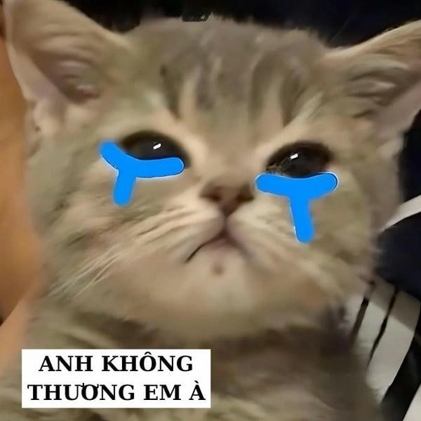 Meme mèo rầu rĩ đáng yêu