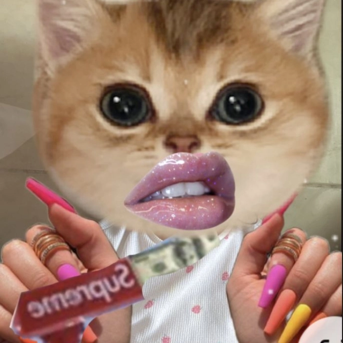 Meme mèo slay