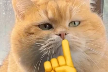Top 214+ hình ảnh meme suỵt im lặng hài hước cực mặn mòi