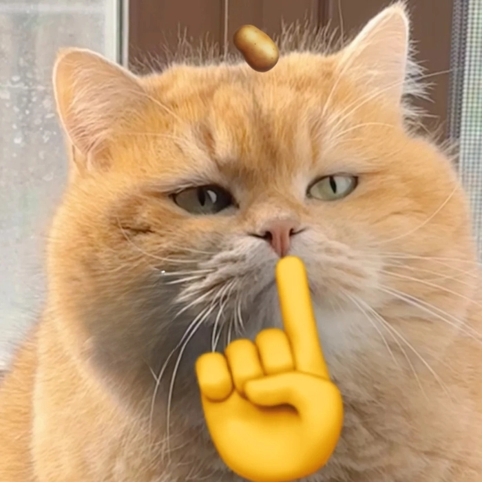 Meme mèo suỵt