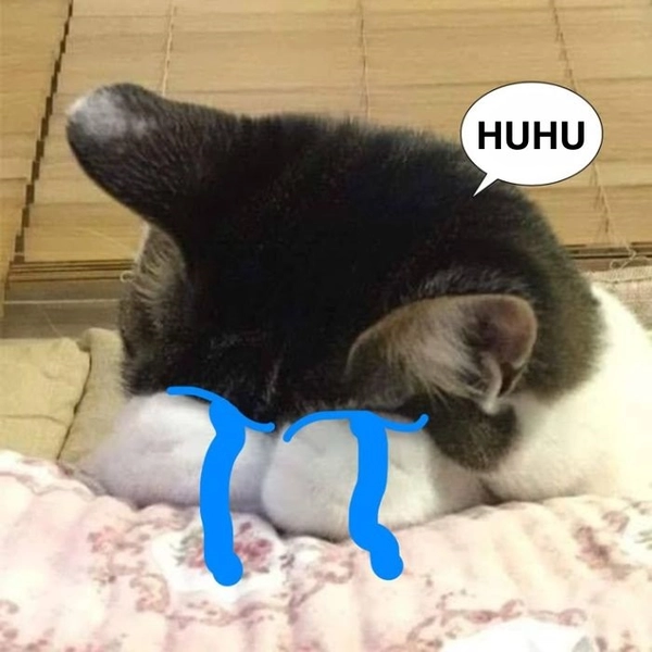 Meme mèo thất tình khóc