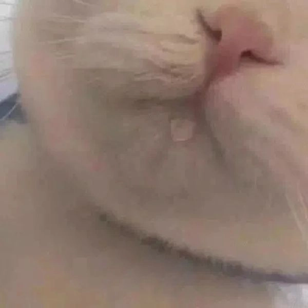 Meme mèo troll dễ thương