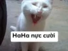 Cười rụng rốn với top 328+ ảnh meme mèo cười cute siêu hài