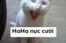 Cười rụng rốn với top 328+ ảnh meme mèo cười cute siêu hài