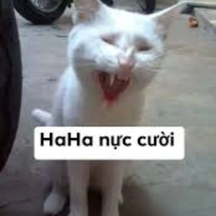 Meme mèo xéo xắt