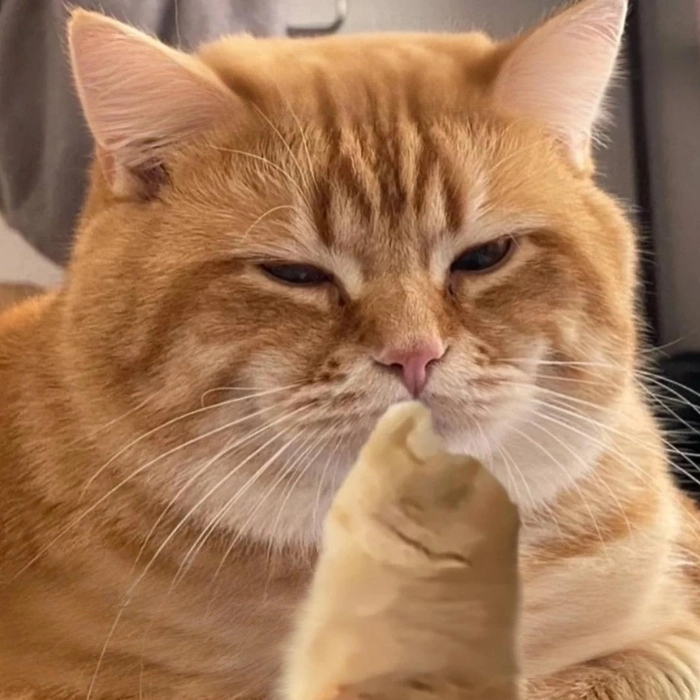 Meme suỵt boss mèo