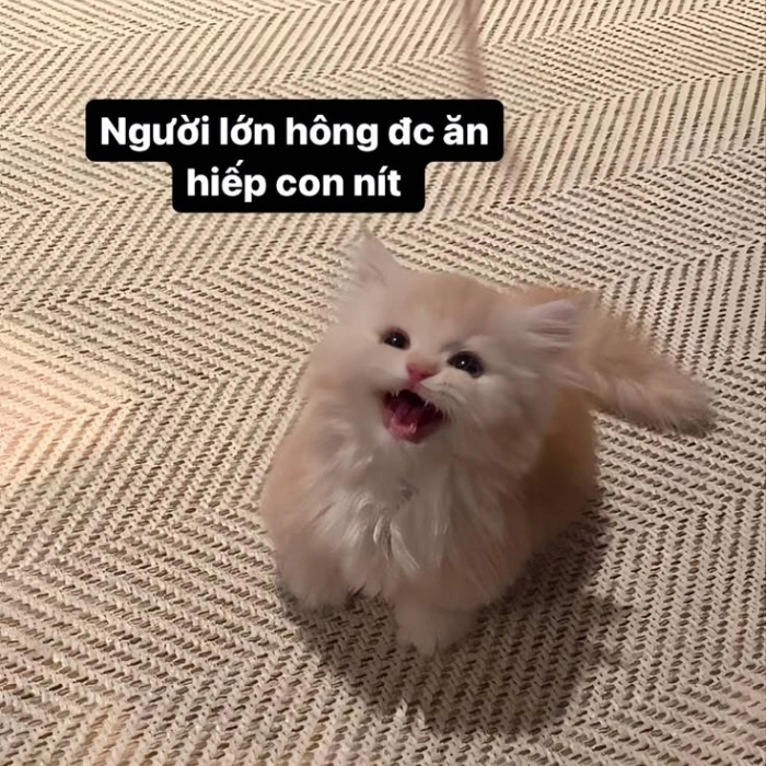 Mèo cười hài hước