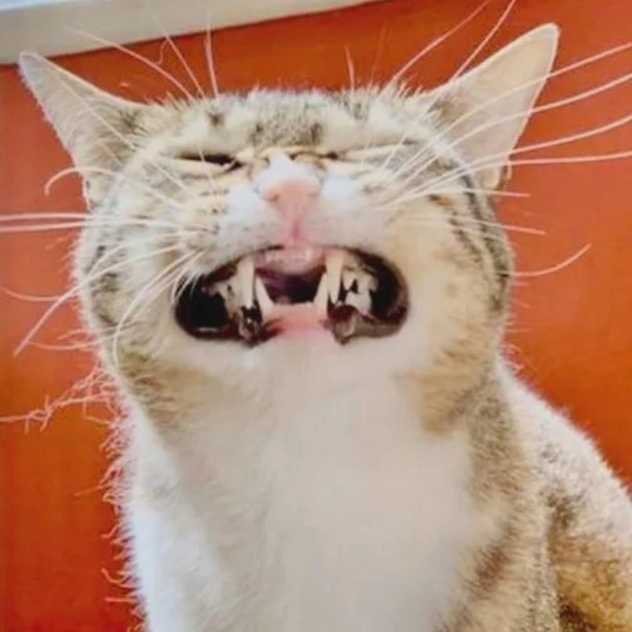 Mèo cười kiểu gắt