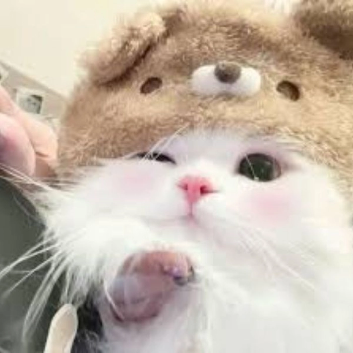 Mèo cười troll