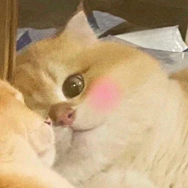 Mèo cute meme hài hước