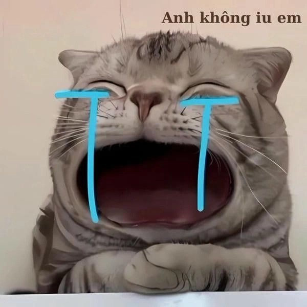 Mèo khóc meme dễ thương ngộ nghĩnh