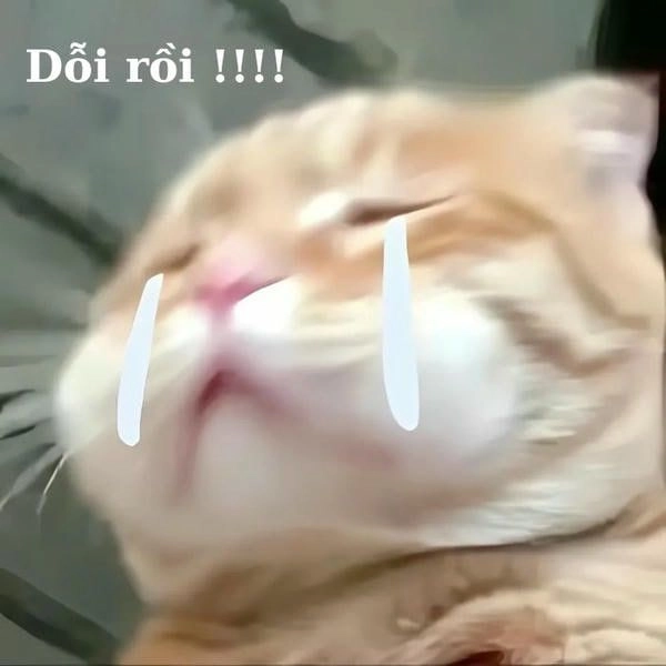 Mèo khóc meme dễ thương