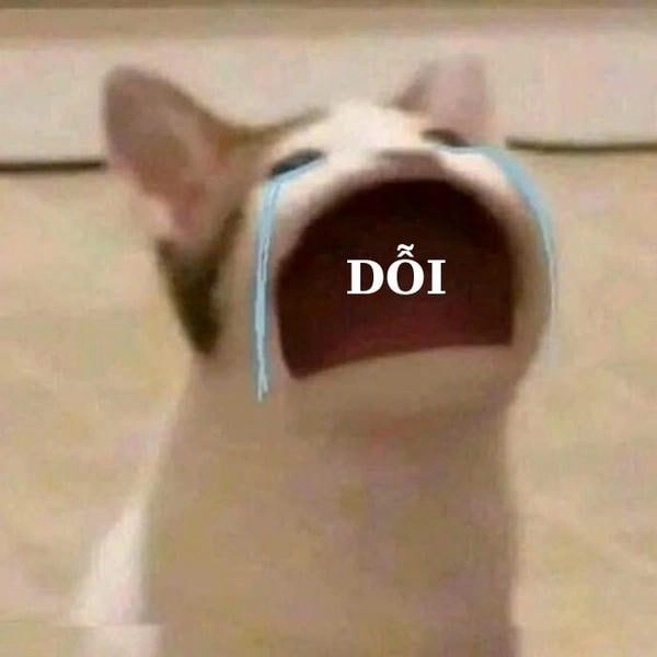 Mèo khóc thảm thiết meme