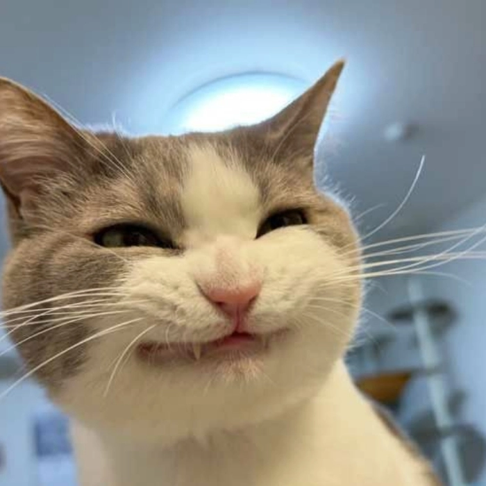 Mèo meme cười đểu