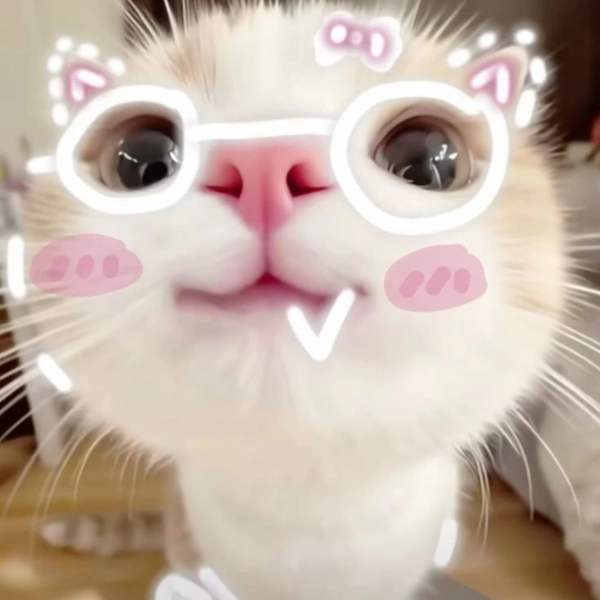 Mèo meme cute hài hước