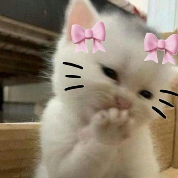 Mèo meme gây hài