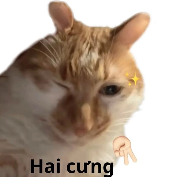Mèo meme hài cười ngất