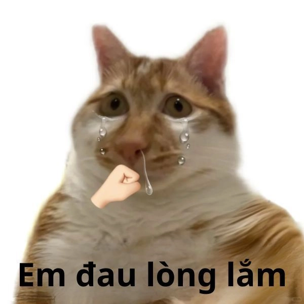 Mèo meme hài cười xỉu