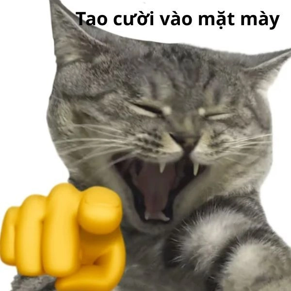 Mèo meme hài cute xỉu
