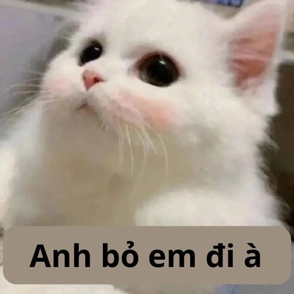 Mèo meme hài meme chế đỉnh