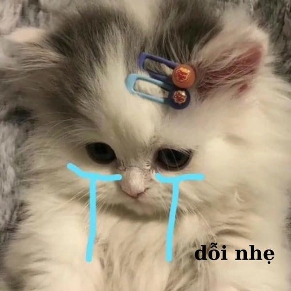 Mèo meme khóc che miệng