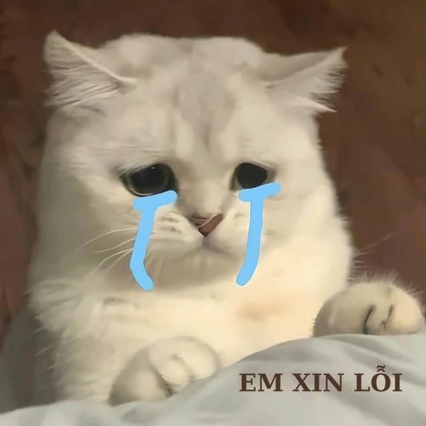 Mèo meme khóc lặng lẽ