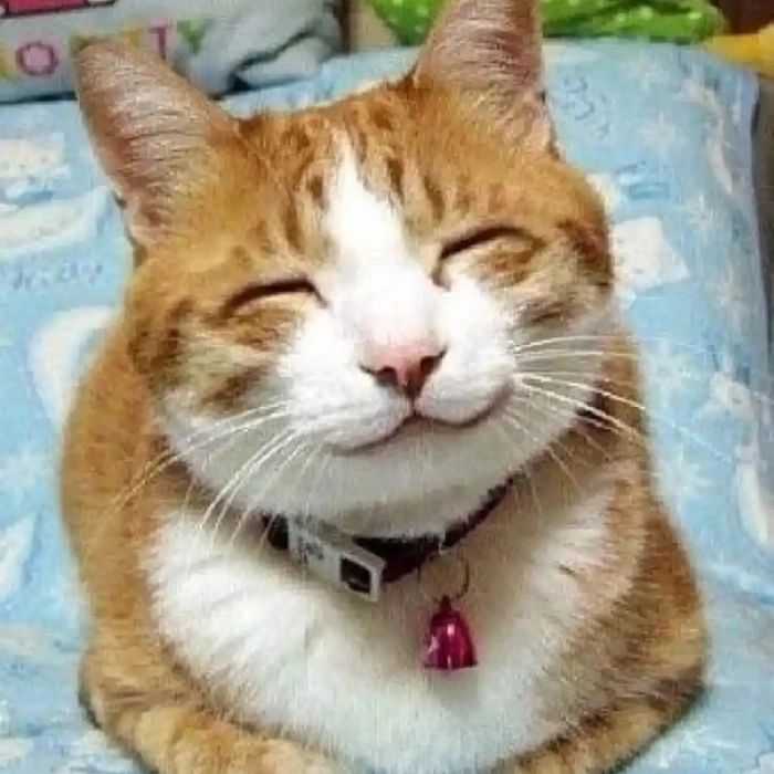 Mèo meme khuôn mặt hài