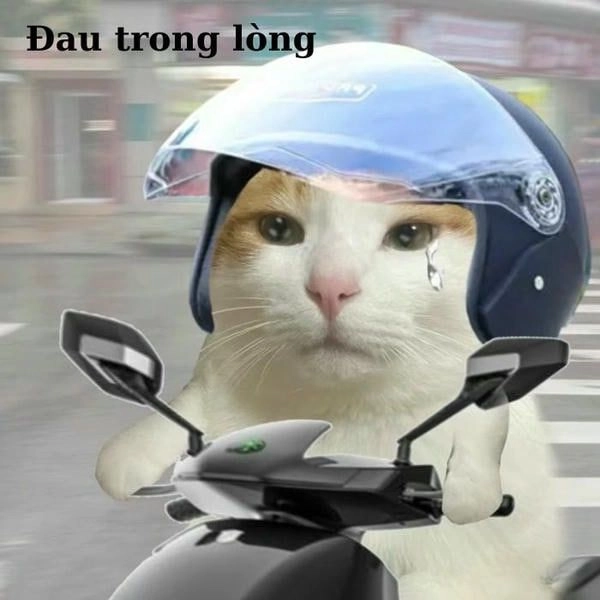 Mèo meme nước mắt rơi