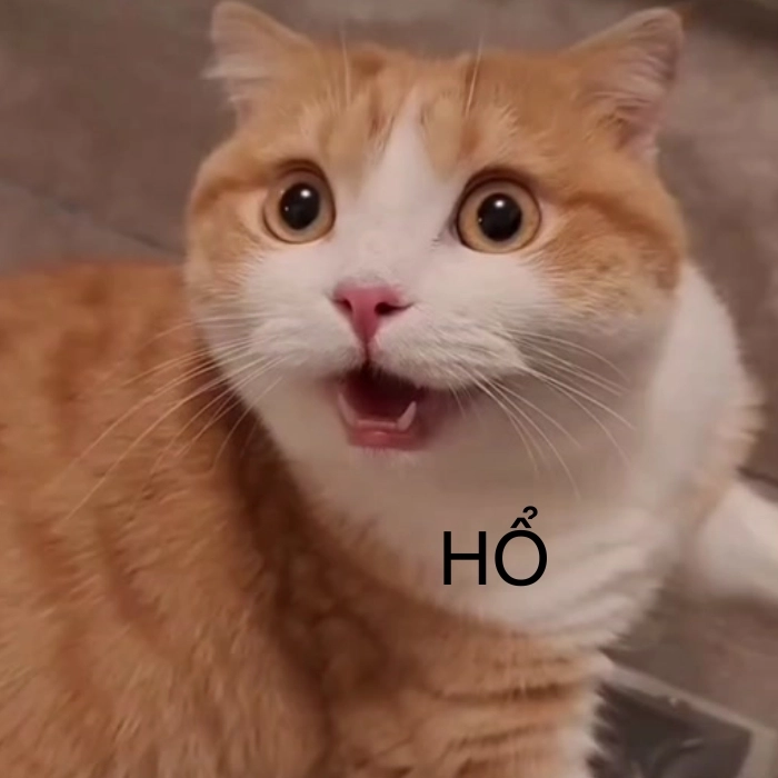 Mèo ngạc nhiên meme cười xỉu