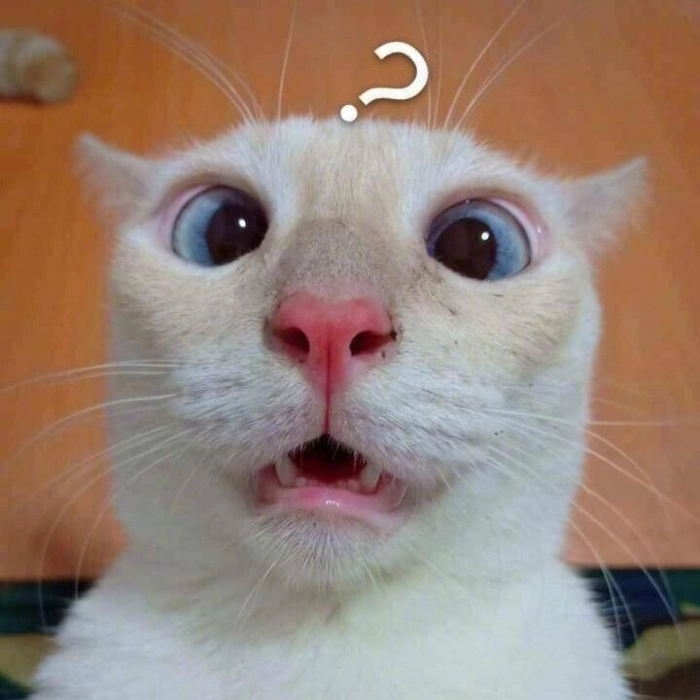 Mèo ngạc nhiên meme nét diễn đỉnh cao