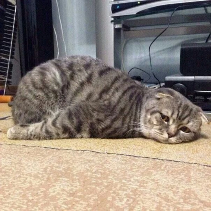 Mệt mỏi meme dành cho dân văn phòng