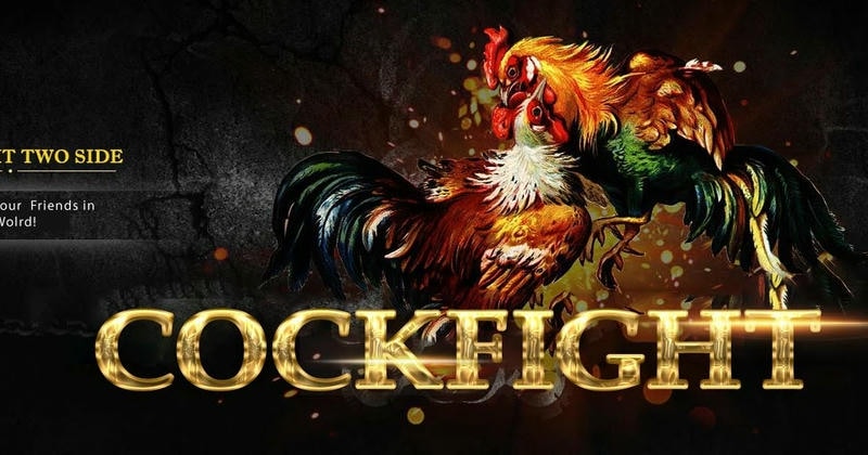 Trường gà Thomo sôi động, nơi khởi nguồn môn thể thao truyền thống.