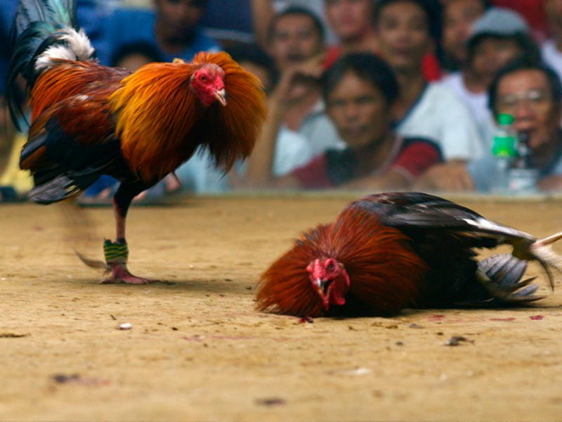 Người chơi theo dõi đá gà trực tiếp trên ứng dụng 78WIN, chất lượng HD.