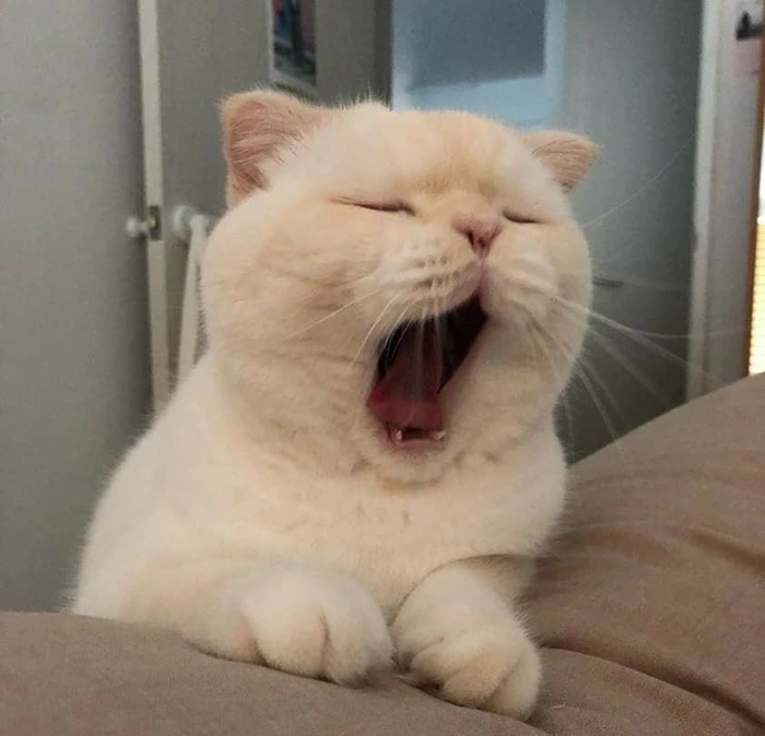 Meme buồn ngủ mèo con mắt díu lại ngộ nghĩnh đáng yêu
