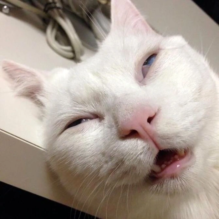 Meme buồn ngủ thiếu ngủ sáng sớm mặt méo xẹo buồn cười