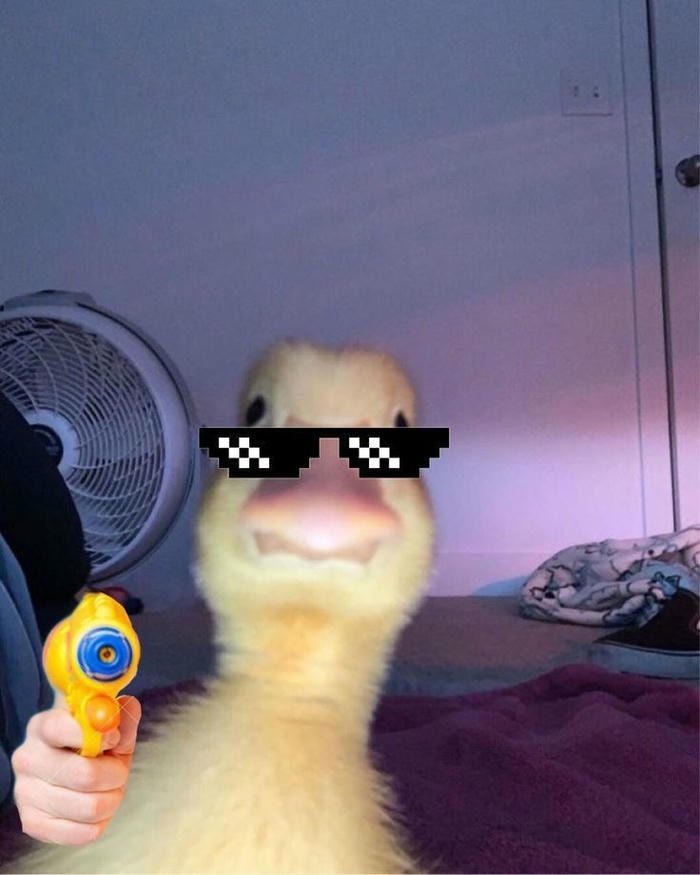 Meme cầm súng bắn hài