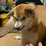 Meme khinh người lan truyền mạnh