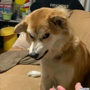 Meme khinh người lan truyền mạnh