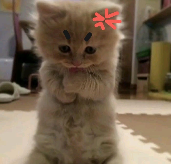 Meme mèo tức giận