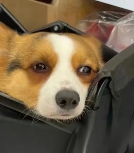 hình meme buồn với ánh mắt đau lòng