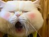 125+ Meme buồn ngủ dễ thương khiến bạn vừa cười vừa muốn ngủ