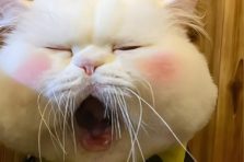 125+ Meme buồn ngủ dễ thương khiến bạn vừa cười vừa muốn ngủ