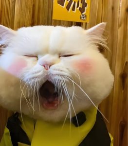 meme buồn ngủ cute