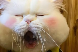 125+ Meme buồn ngủ dễ thương khiến bạn vừa cười vừa muốn ngủ